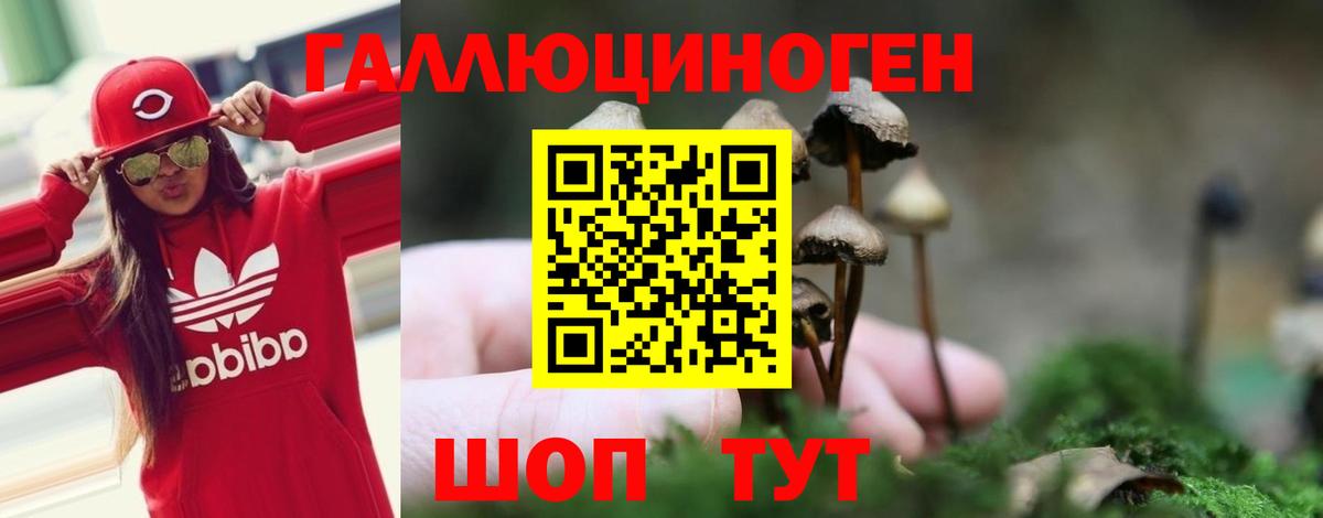 Псилоцибиновые грибы Psilocybine cubensis Димитровград